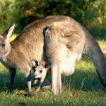 Australija ir Naujoji Zelandija - egzotinė kelionė 12