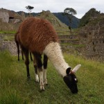 Peru - Bolivija - egzotinė kelionė