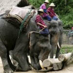 Tailandas visiems pojūčiams - egzotinė kelionė